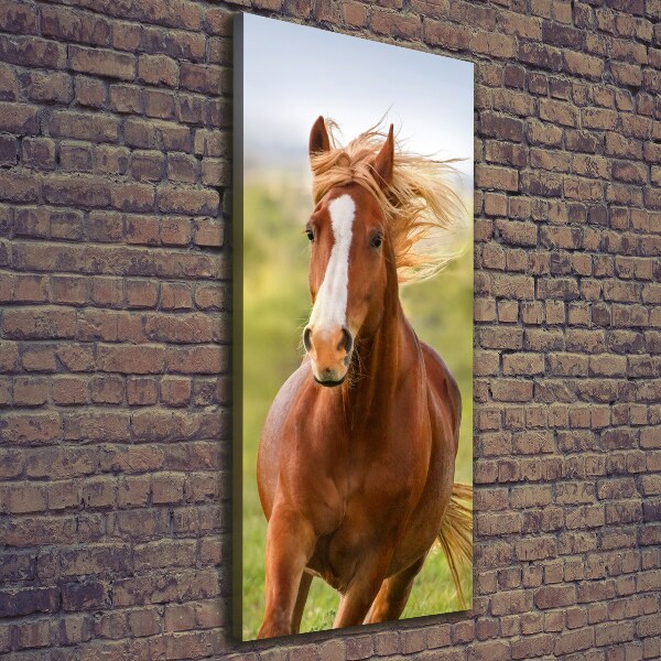 Canvas print Horse at a gallop