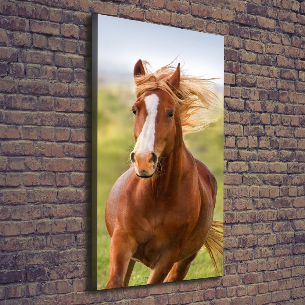 Canvas print Horse at a gallop