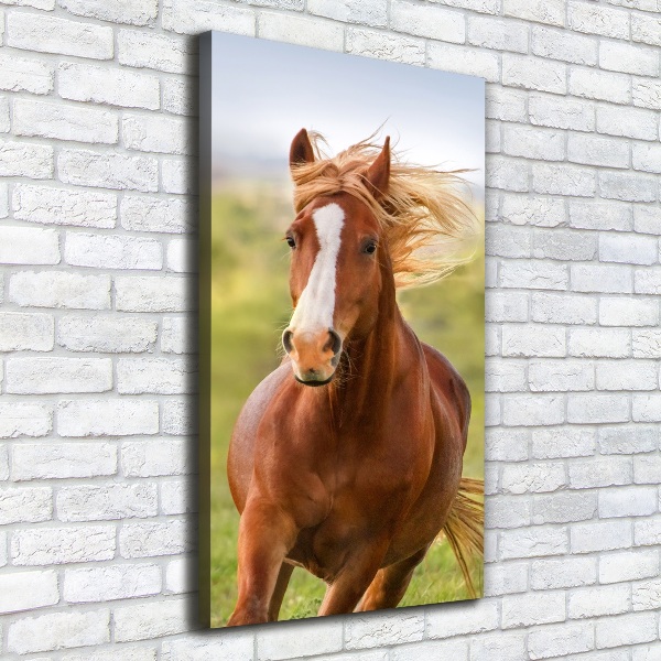 Canvas print Horse at a gallop