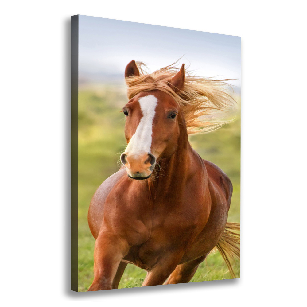 Canvas print Horse at a gallop