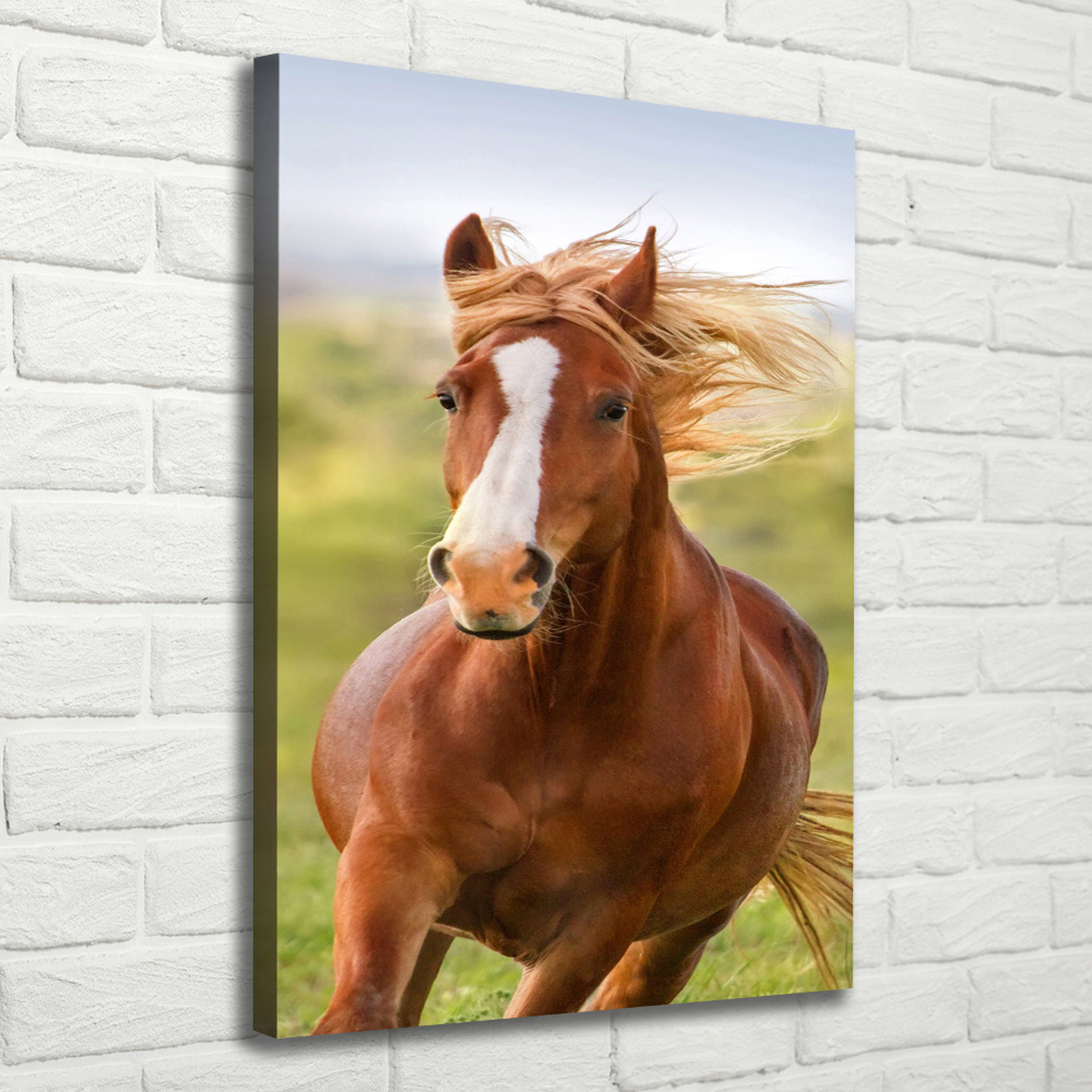 Canvas print Horse at a gallop