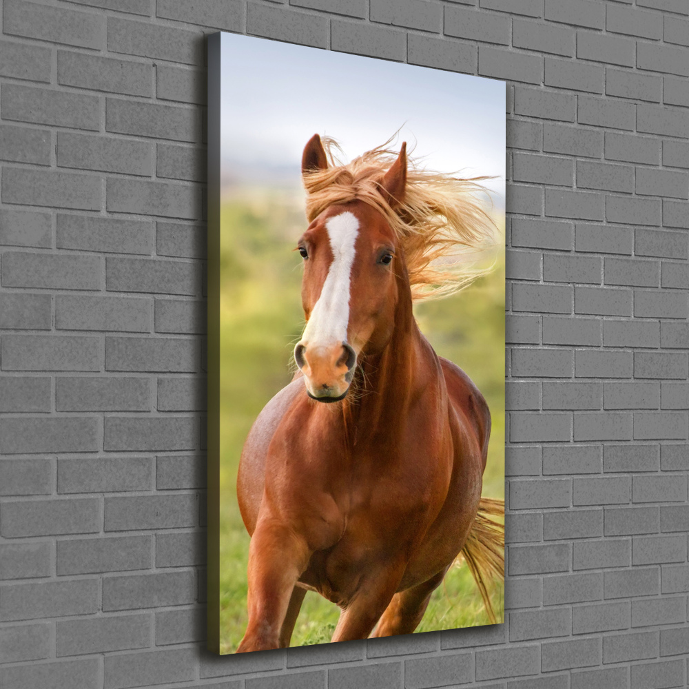 Canvas print Horse at a gallop