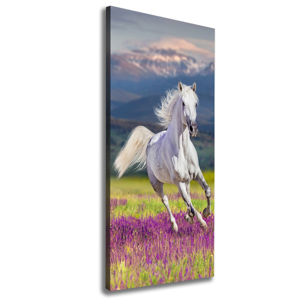 Canvas wall art White horse at a gallop