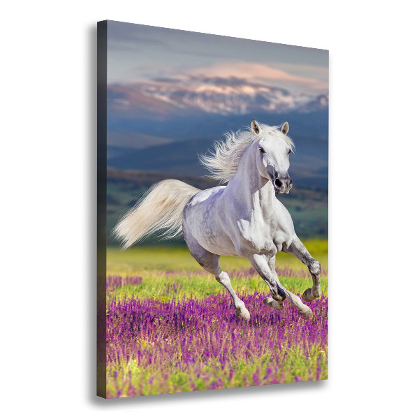 Canvas wall art White horse at a gallop