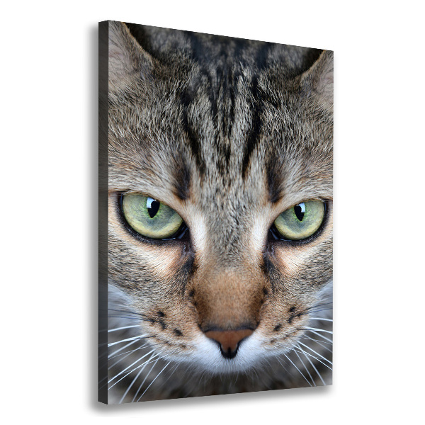 Canvas wall art Cat's eyes