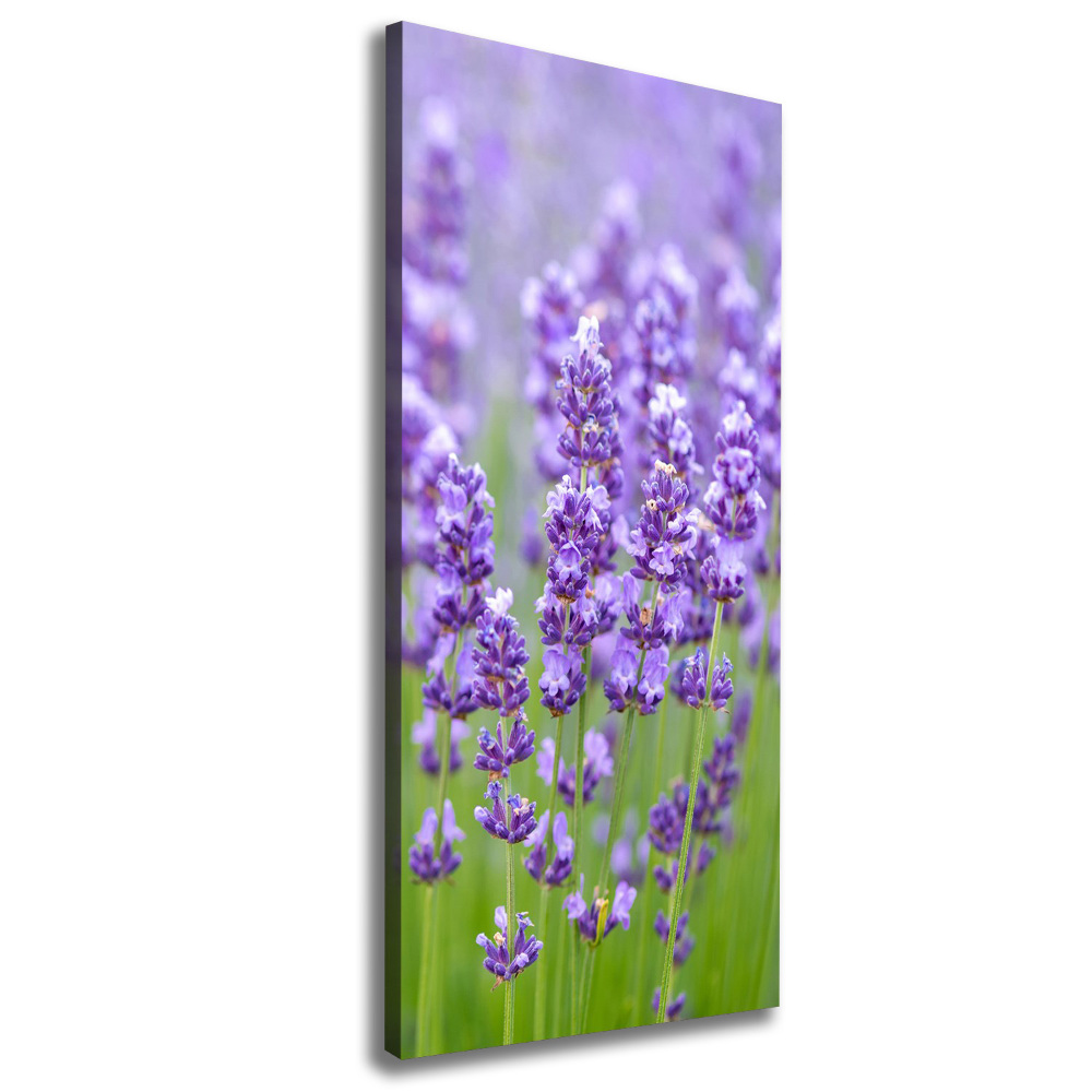 Canvas wall art Lavender field