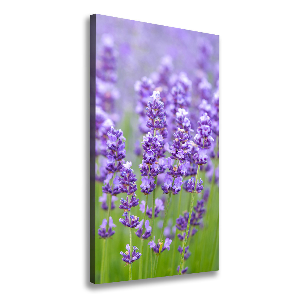 Canvas wall art Lavender field