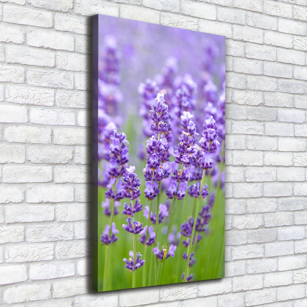 Canvas wall art Lavender field