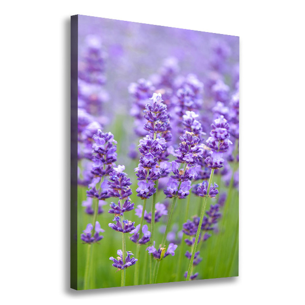 Canvas wall art Lavender field