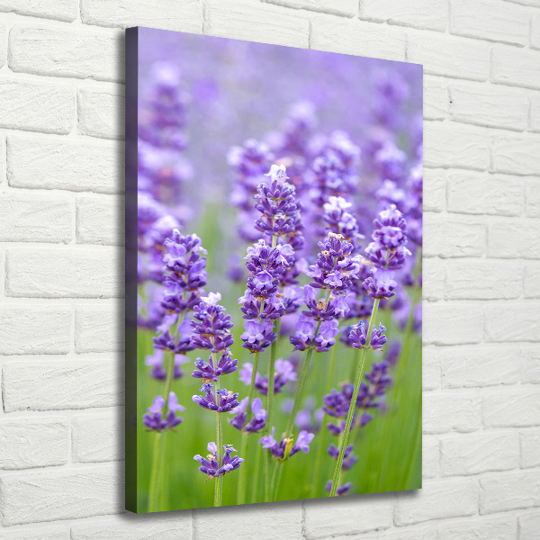 Canvas wall art Lavender field