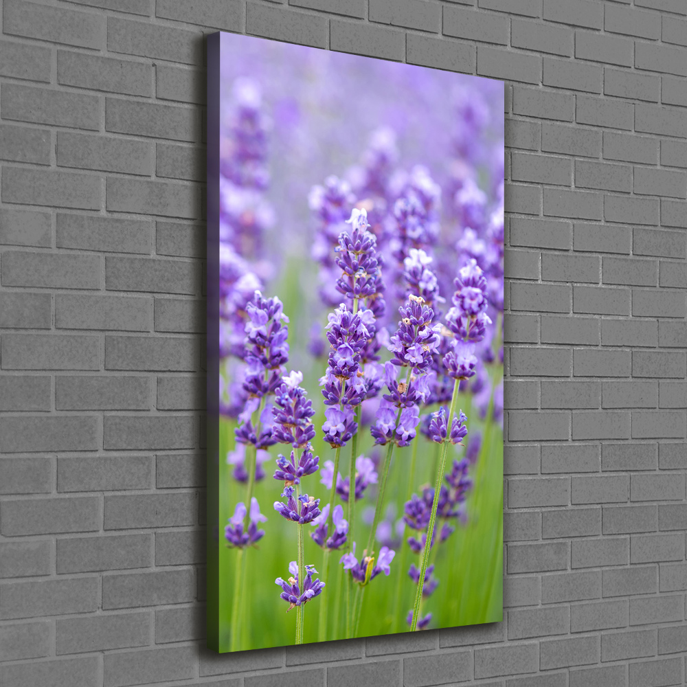 Canvas wall art Lavender field