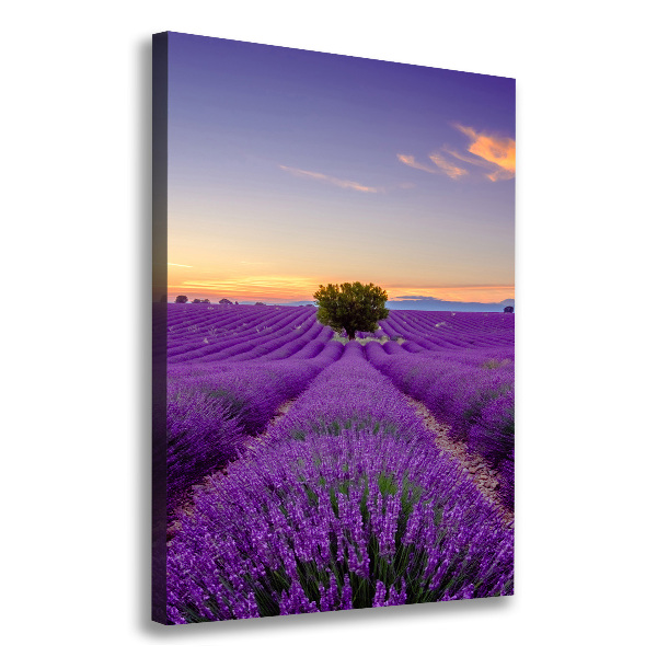 Large canvas wall art Lavender field