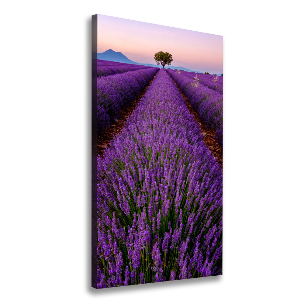 Canvas print Lavender field