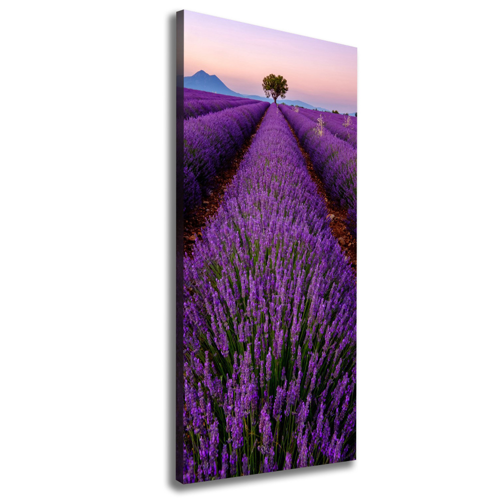 Canvas print Lavender field