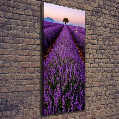 Canvas print Lavender field