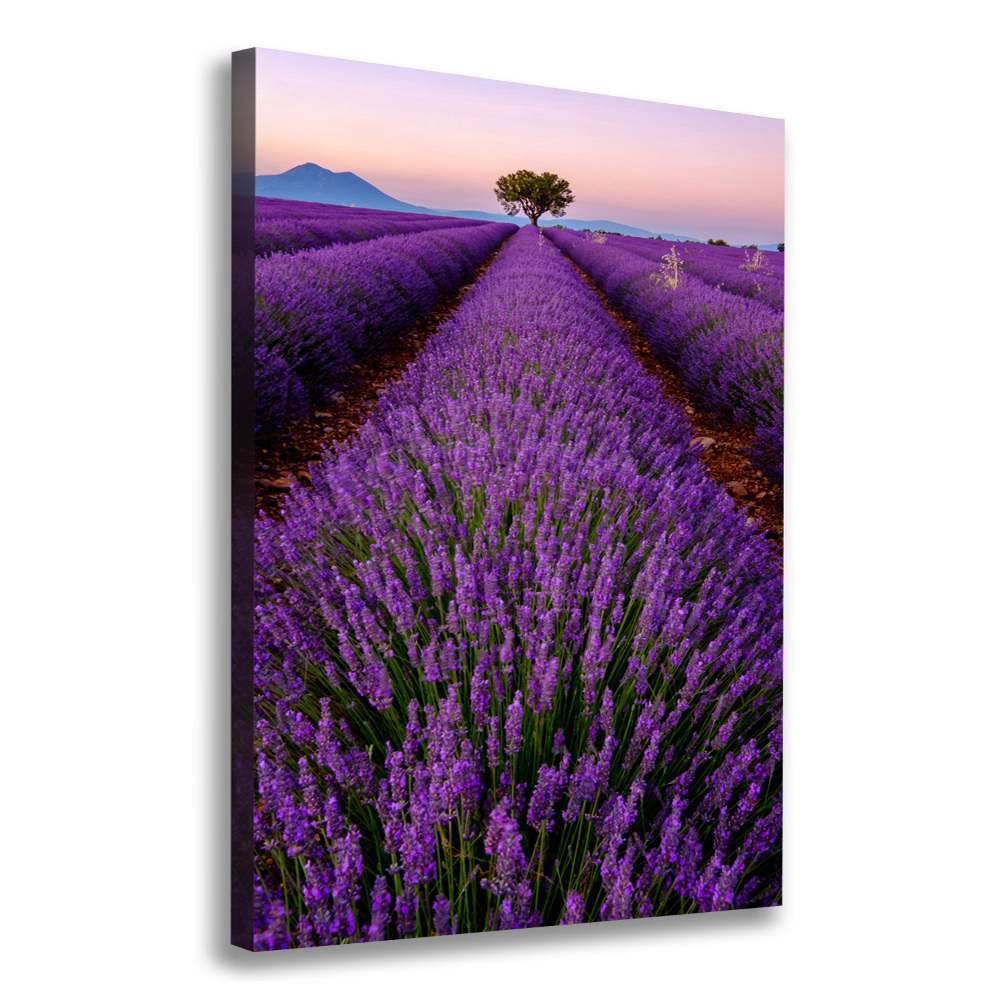 Canvas print Lavender field