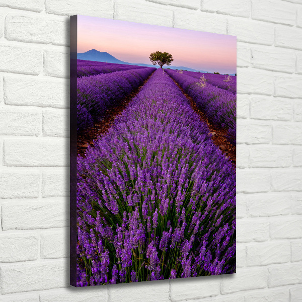 Canvas print Lavender field