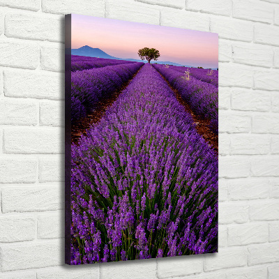 Canvas print Lavender field