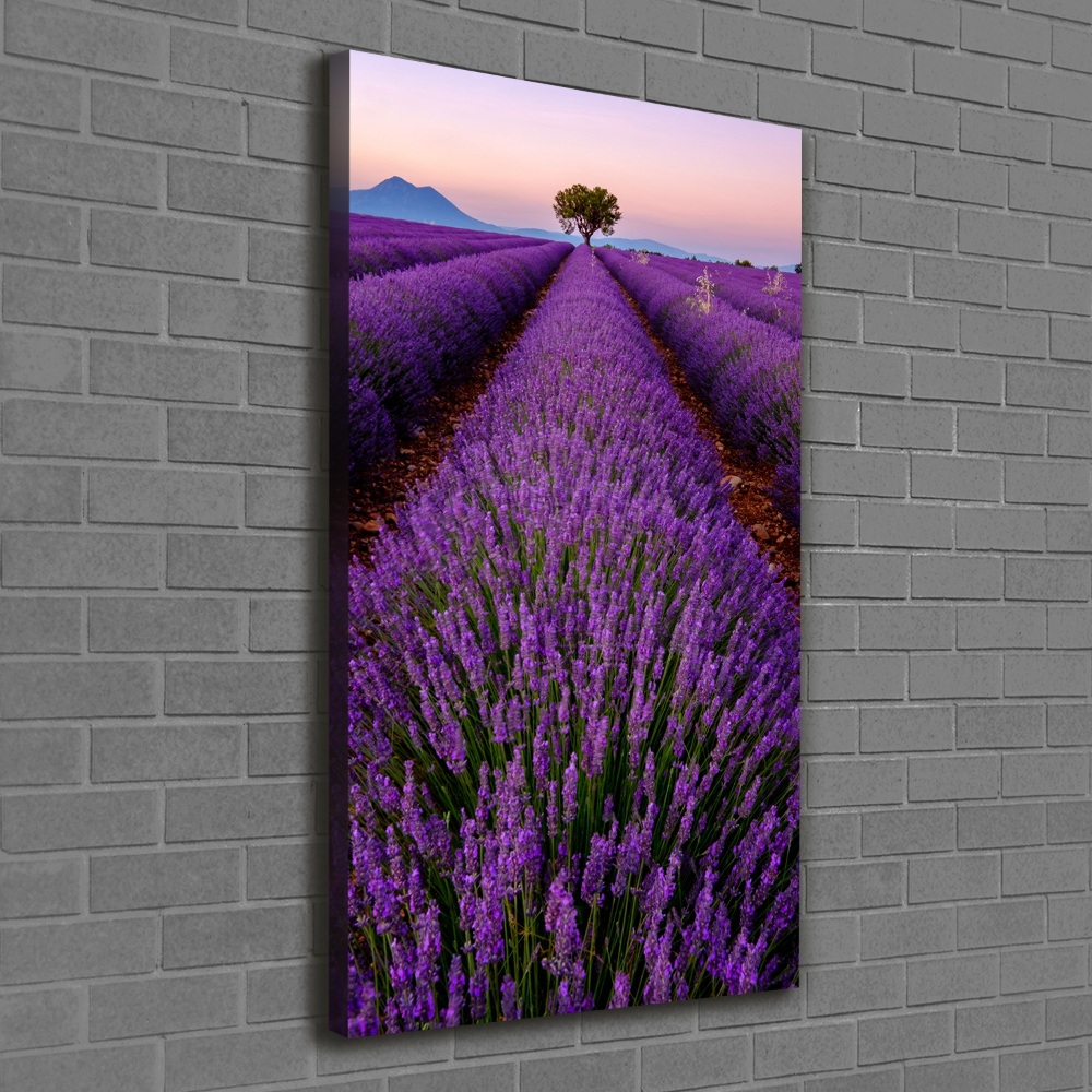 Canvas print Lavender field