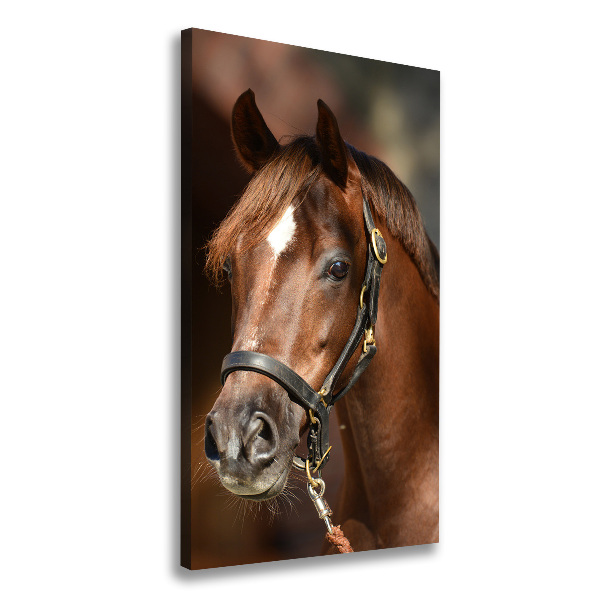 Canvas wall art Portrait of a horse