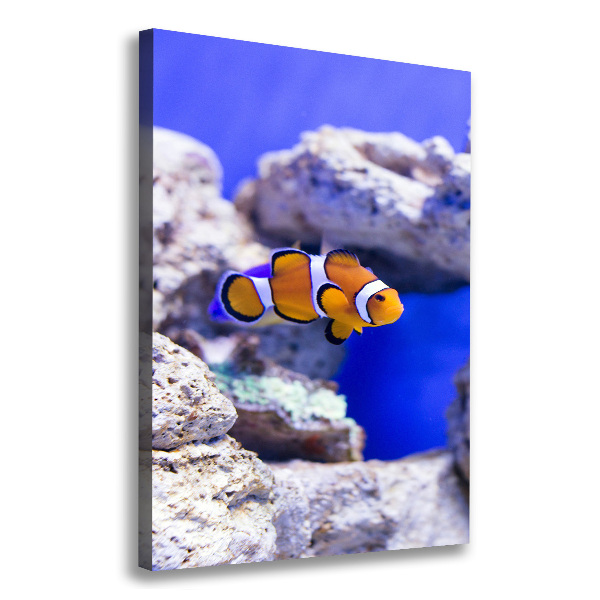 Canvas wall art Nemo fish