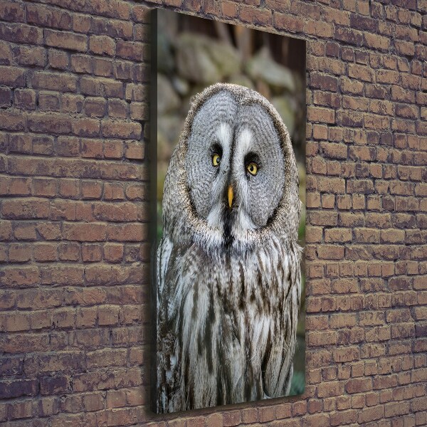 Canvas wall art Owl