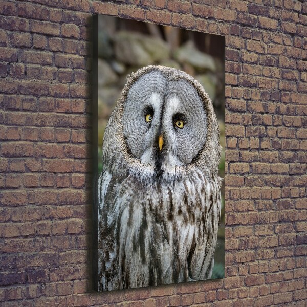 Canvas wall art Owl