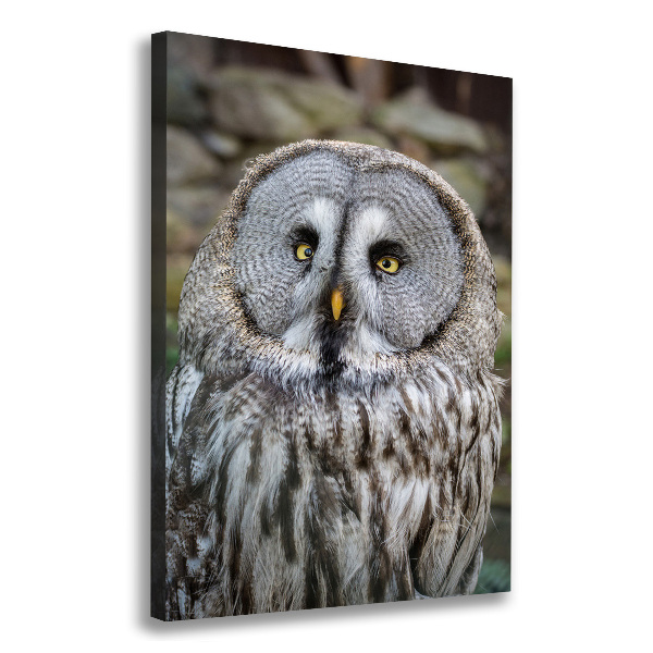 Canvas wall art Owl