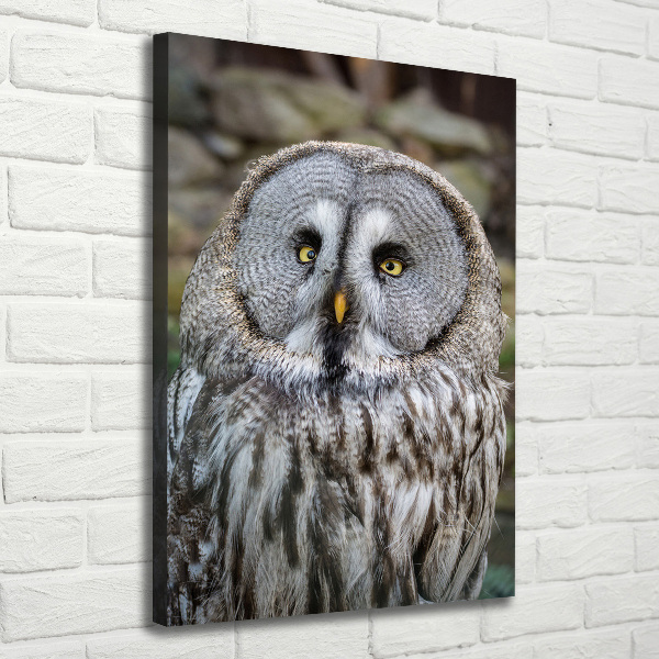 Canvas wall art Owl