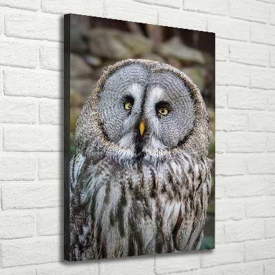 Canvas wall art Owl