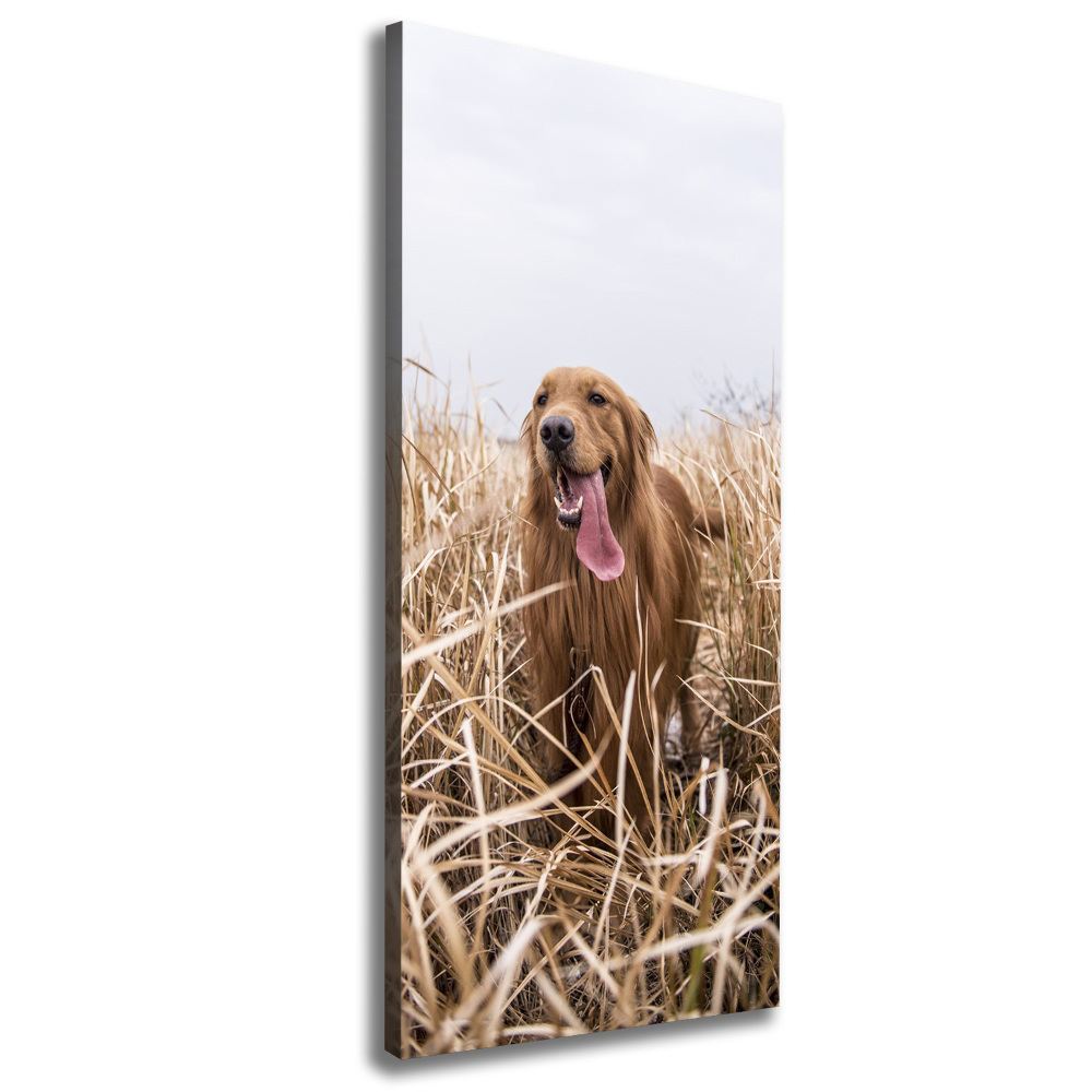 Canvas wall art Golden retriever