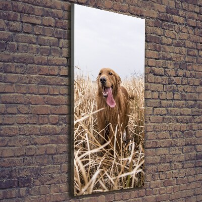 Canvas wall art Golden retriever