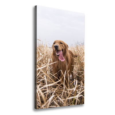 Canvas wall art Golden retriever