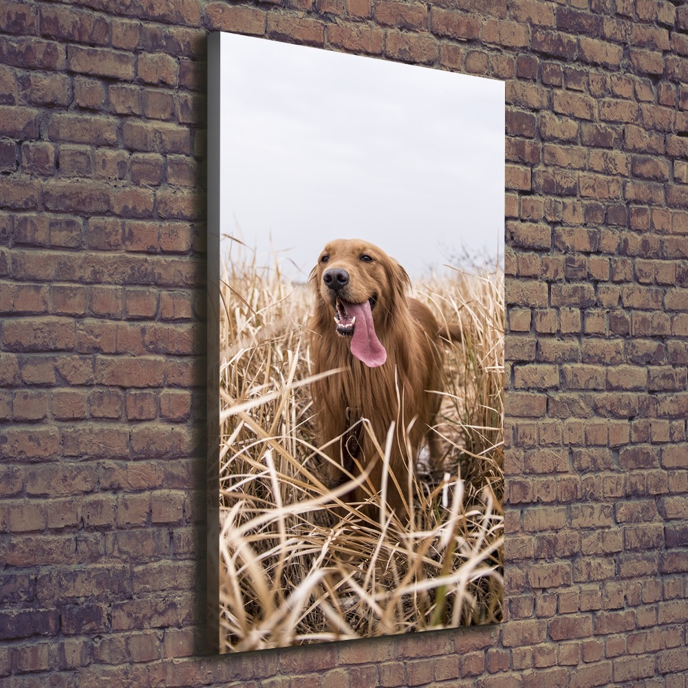 Canvas wall art Golden retriever