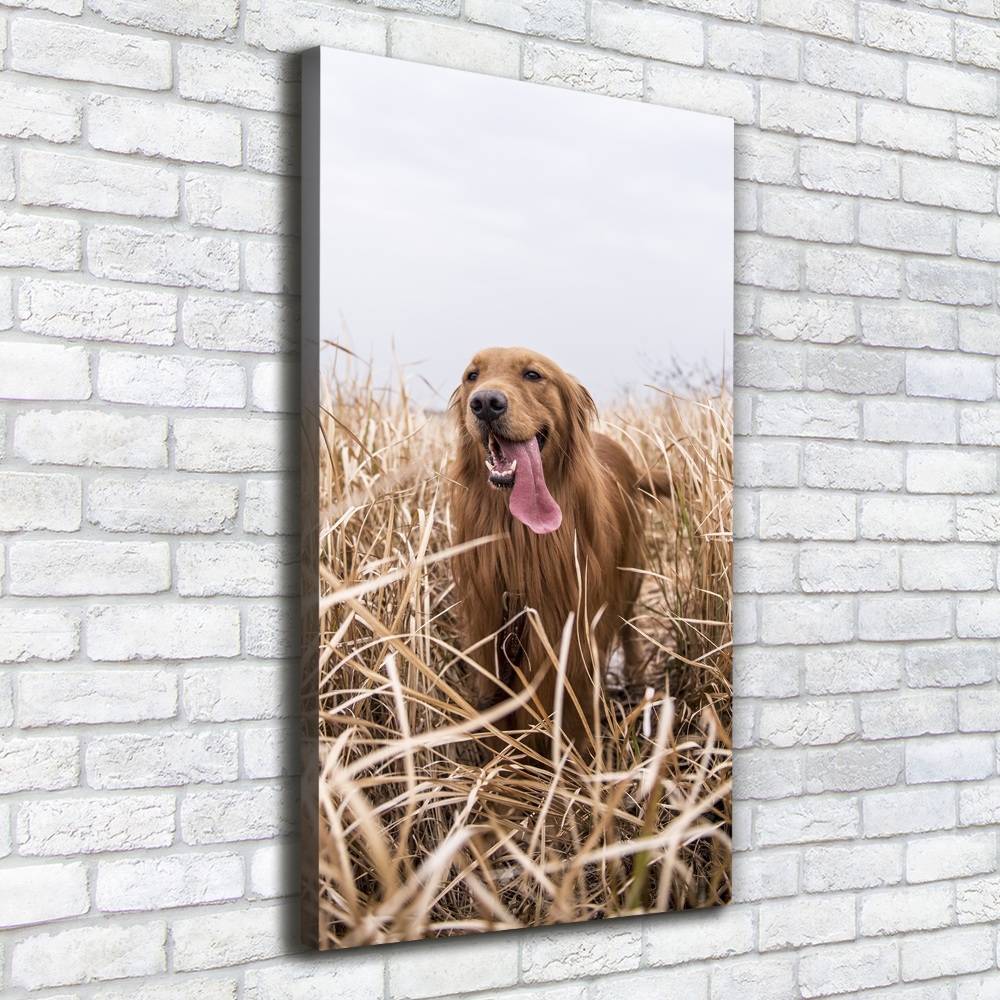 Canvas wall art Golden retriever