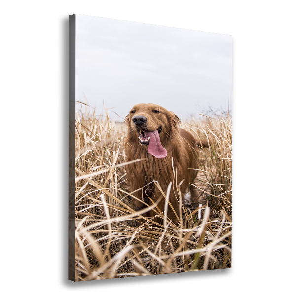 Canvas wall art Golden retriever