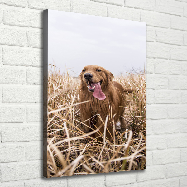 Canvas wall art Golden retriever