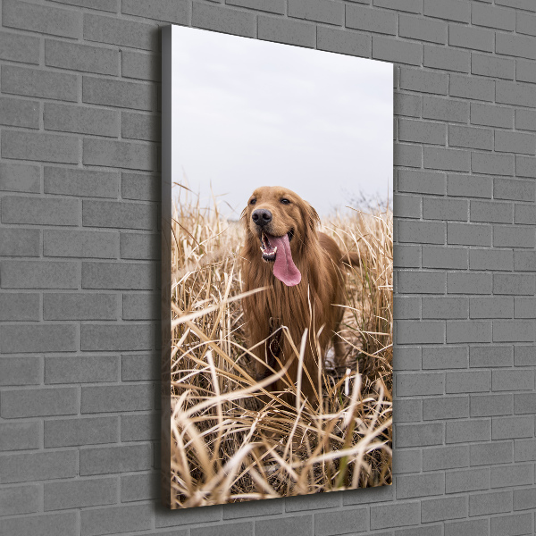 Canvas wall art Golden retriever