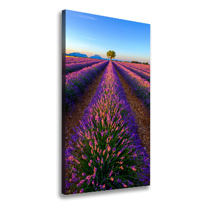 Canvas print Lavender field