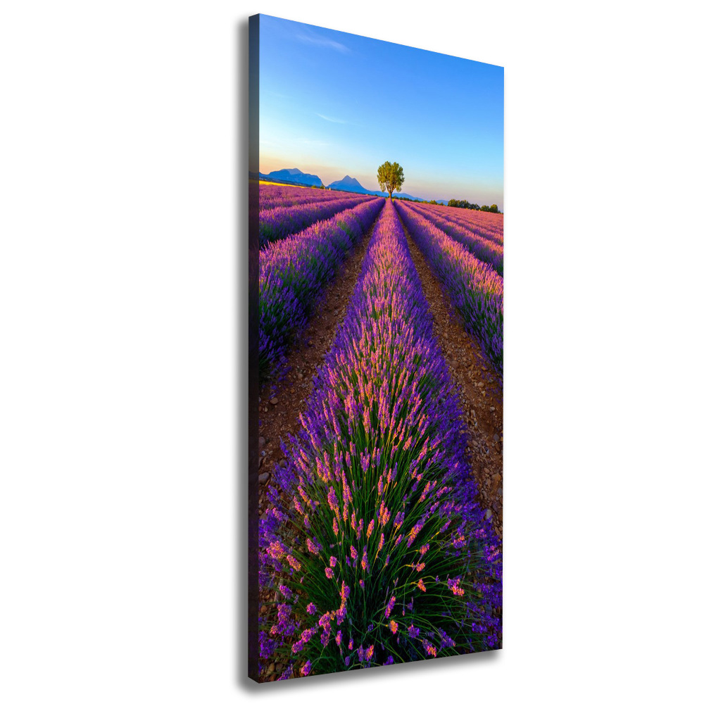 Canvas print Lavender field