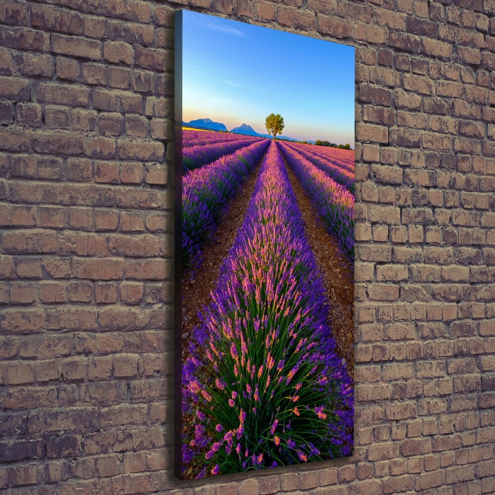 Canvas print Lavender field