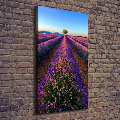 Canvas print Lavender field