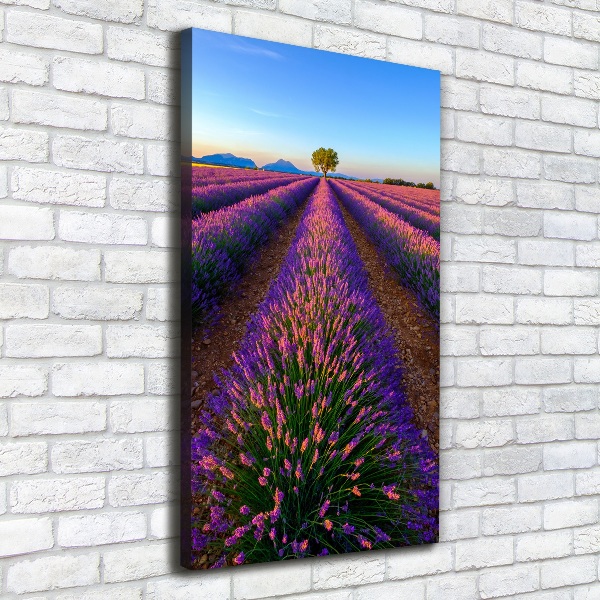 Canvas print Lavender field