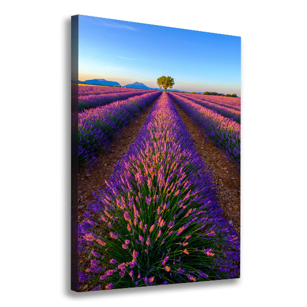 Canvas print Lavender field