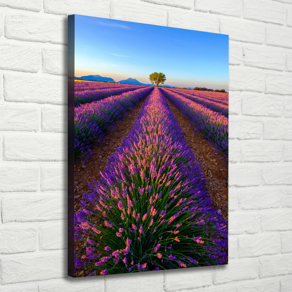 Canvas print Lavender field