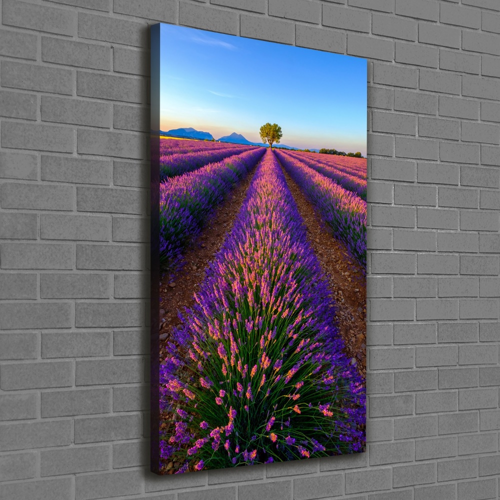 Canvas print Lavender field