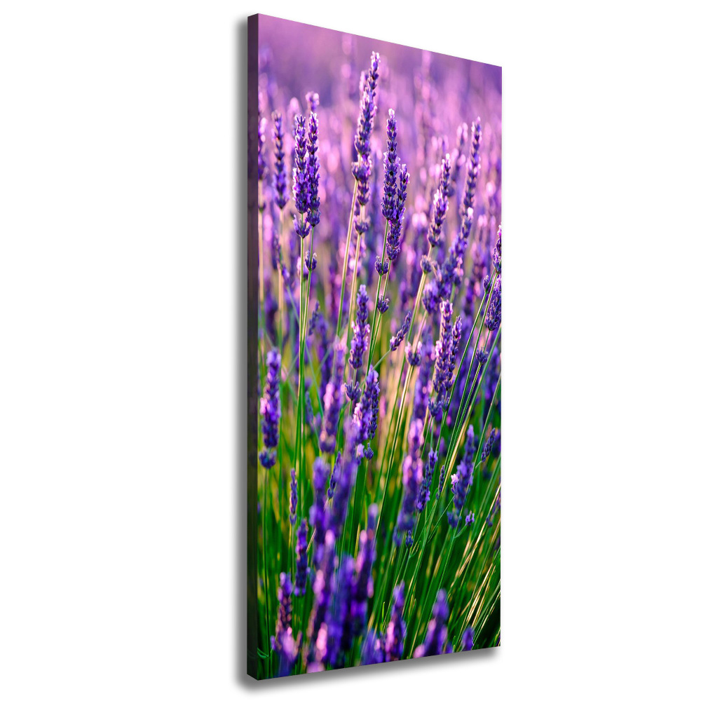 Canvas wall art Lavender field