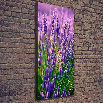 Canvas wall art Lavender field