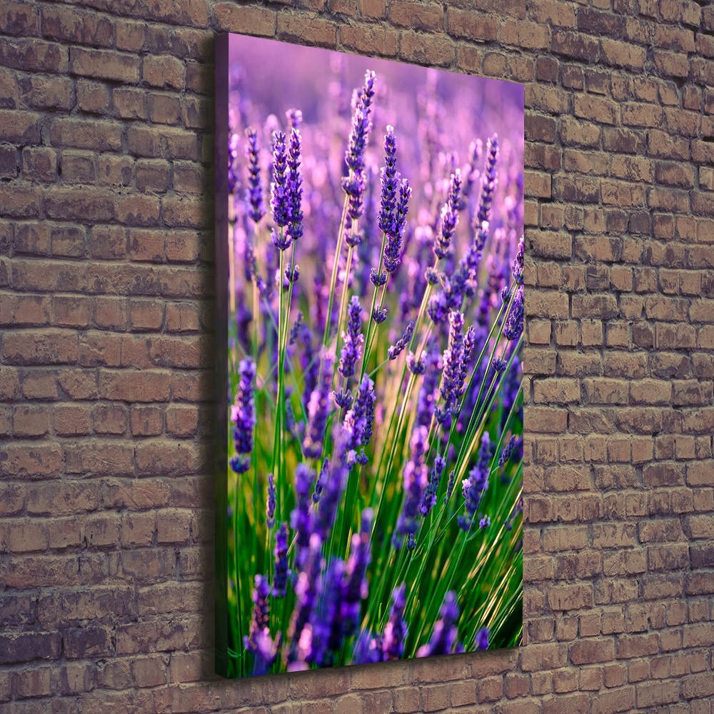 Canvas wall art Lavender field