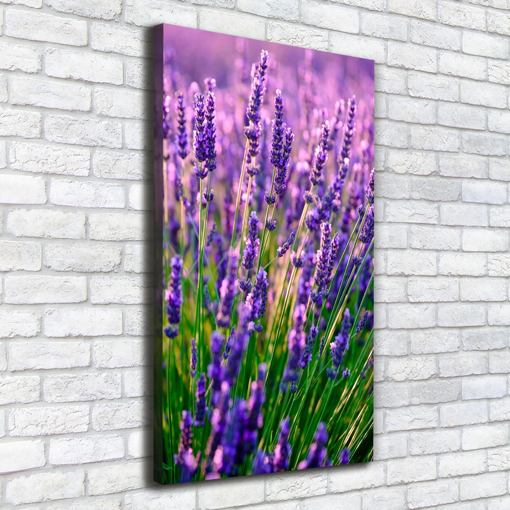 Canvas wall art Lavender field